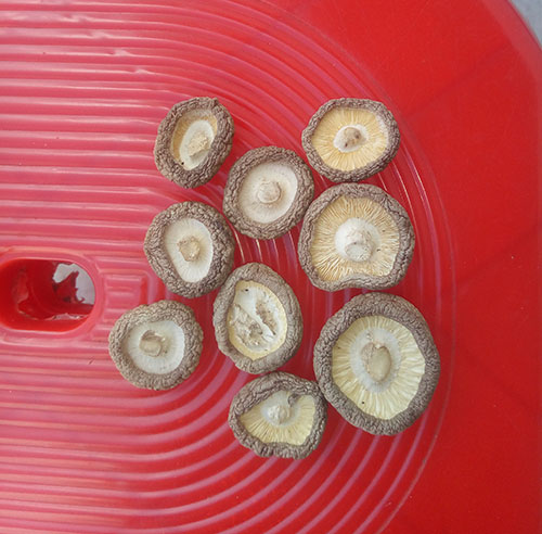 �՚��ܟ���㹽��ɰ���